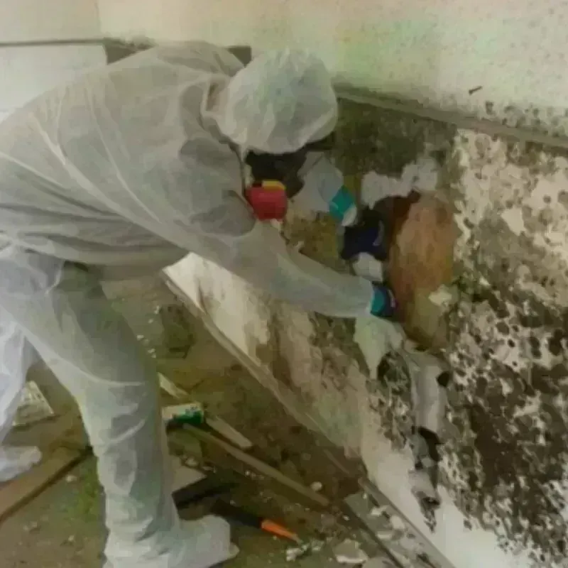 Mold Remediation and Removal in Edgemere, MD